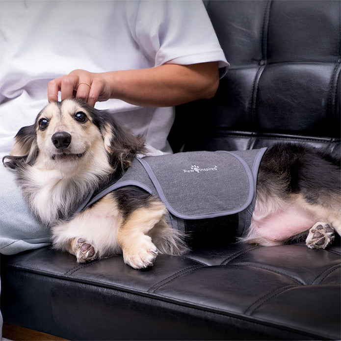 A dog resting peacefully while wearing the Anxiety Vest, shows effectiveness in providing relief from loud noise phobias and environmental stressors.