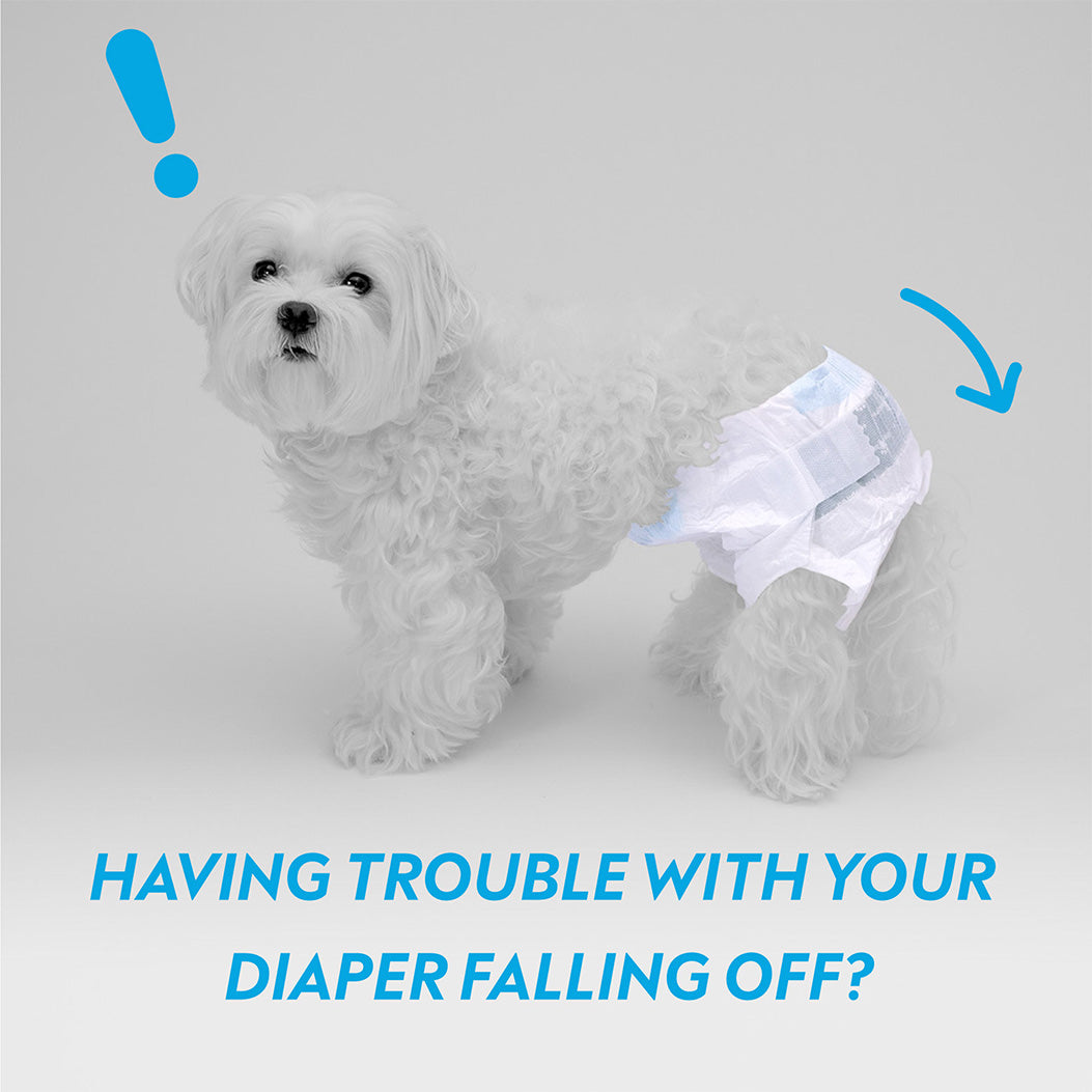 A Maltese with a slipping disposable diaper illustrating the problem of diapers falling off.