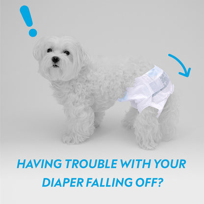 A Maltese with a slipping disposable diaper illustrating the problem of diapers falling off.