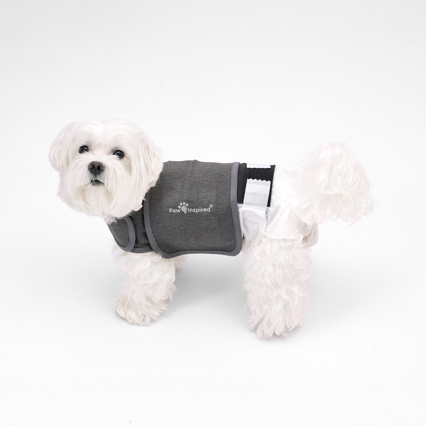 A white dog wearing a Paw Inspired Anxiety Vest combined with a Stay Put Diaper Holder for a secure and stable diaper fit.