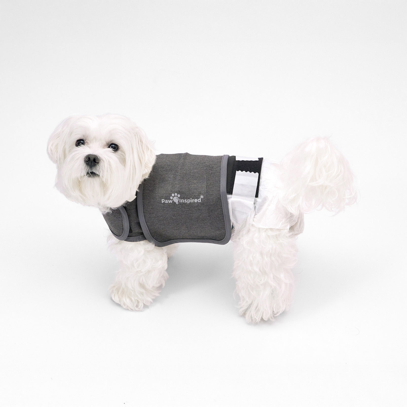 A white dog wearing a Paw Inspired Anxiety Vest combined with a Stay Put Diaper Holder for a secure and stable diaper fit.