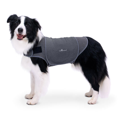 Paw Inspired Dog Anxiety Vest on a Border Collie, a professional-grade calming wrap designed to relieve pet anxiety through gentle, constant pressure.