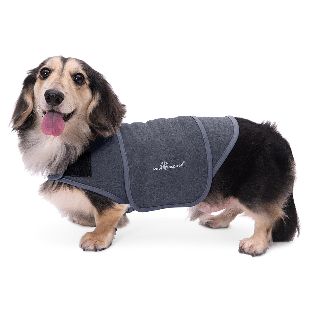Paw Inspired Dog Anxiety Vest on a Dachshund, a professional-grade calming wrap designed to relieve pet anxiety through gentle, constant pressure.