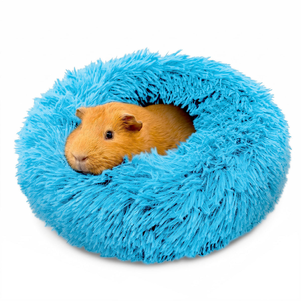 A cute brown guinea pig burrowed comfortably inside a bright blue Paw Inspired Furr-O plush pet bed.