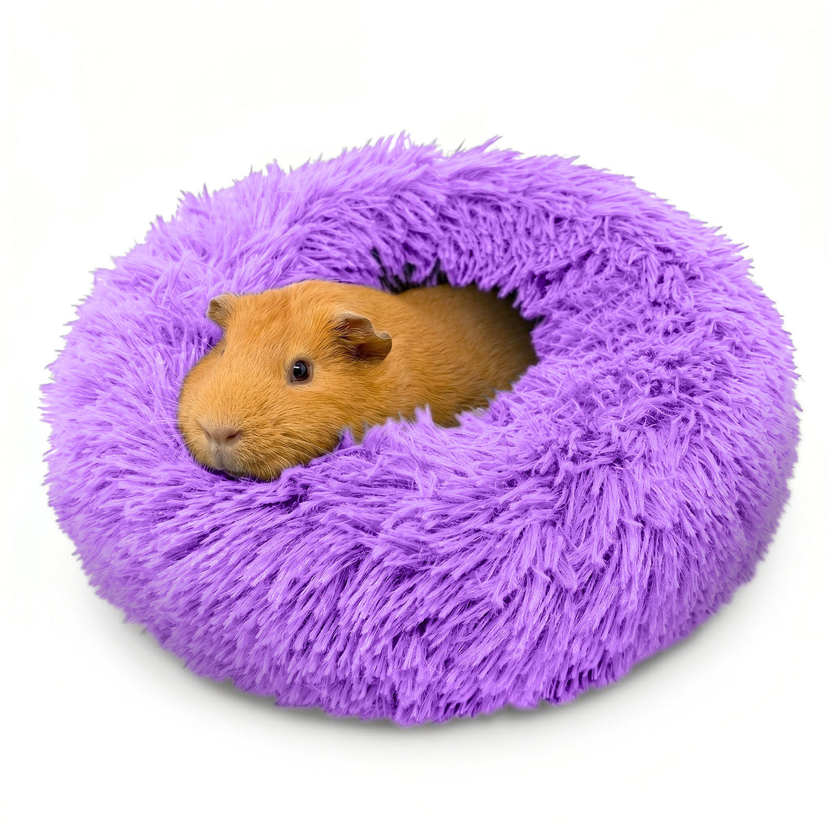 A cute brown guinea pig burrowed comfortably inside a purple Paw Inspired Furr-O plush pet bed.