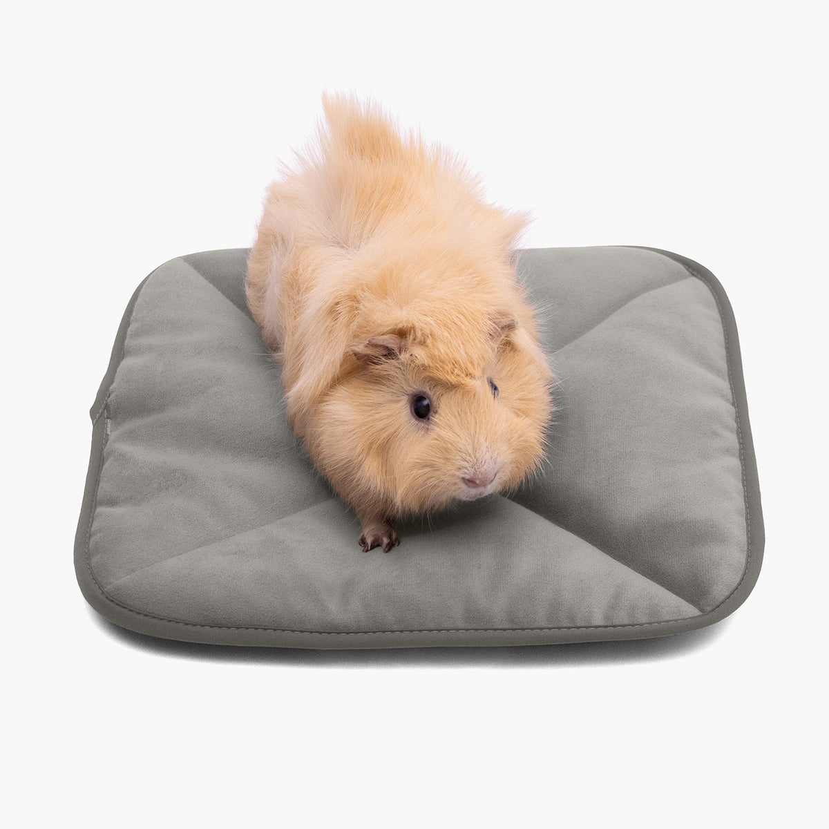 A guinea pig sitting on a grey Paw Inspired self-heating pet mat measuring 12 by 12 inches.