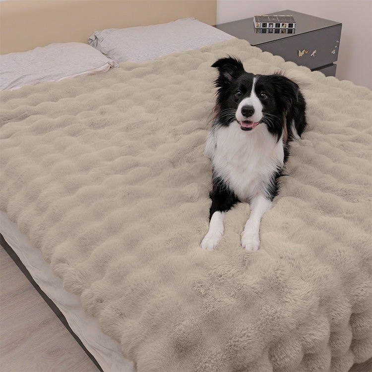 A Border Collie sitting on a Paw Inspired large grey waterproof faux fur blanket (60x80 in) covering a bed to protect the mattress and bedding from pet hair and accidents.