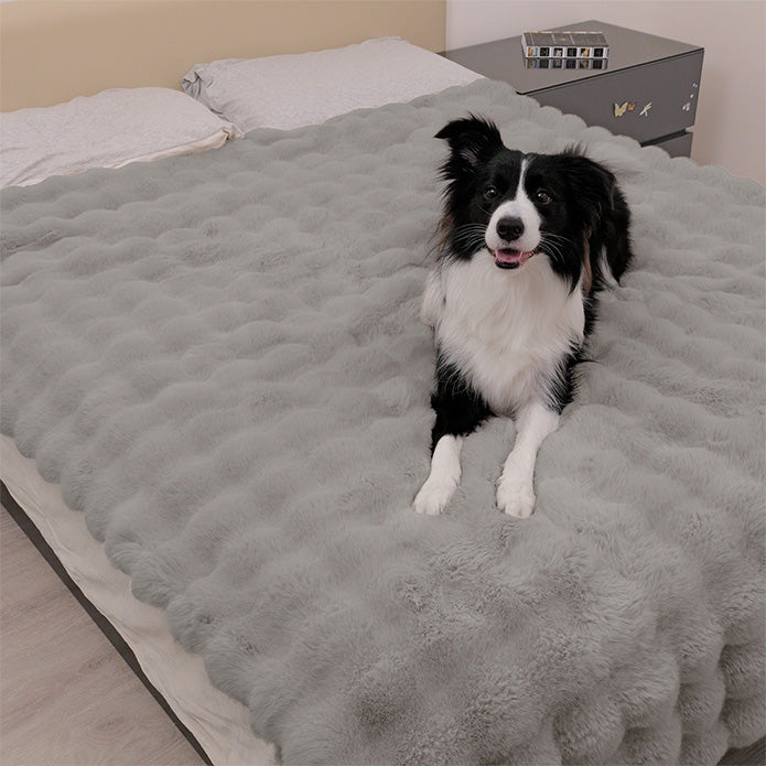 A Border Collie sitting on a Paw Inspired large grey waterproof faux fur blanket (60x80 in) covering a bed to protect the mattress and bedding from pet hair and accidents.