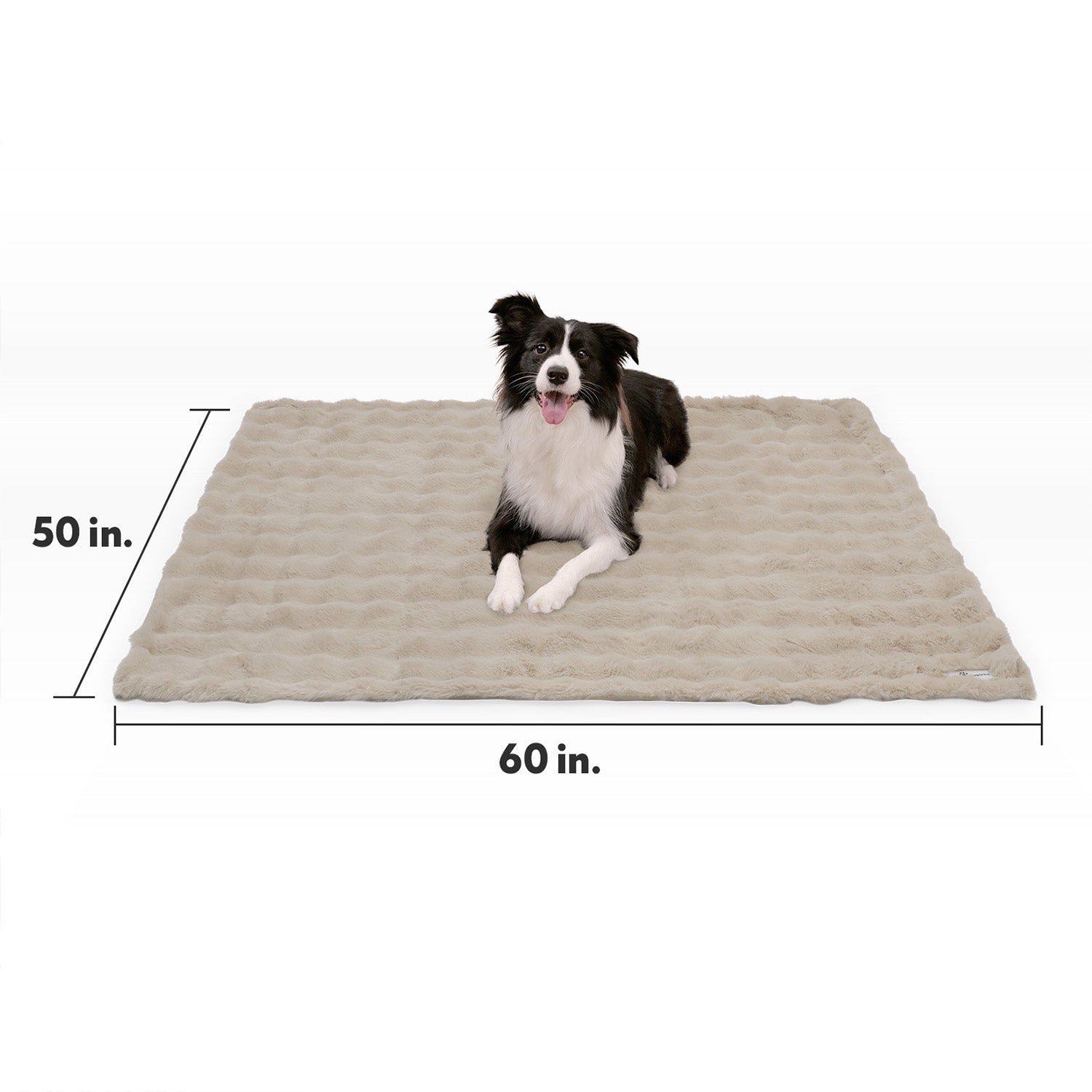 Size guide for the Paw Inspired Waterproof Pet Blanket measuring 50 inches by 60 inches, with a Border Collie for size reference.