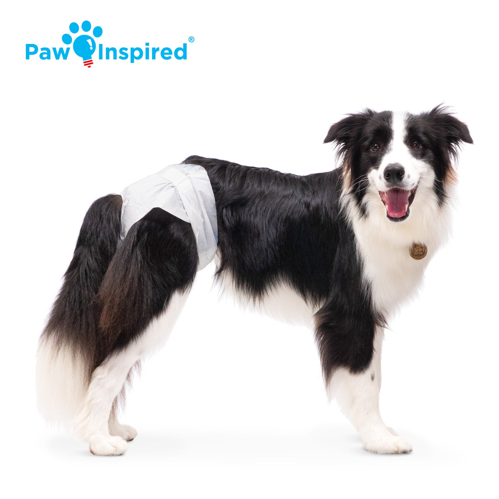 Large Border Collie wearing a Paw Inspired® disposable dog diaper, standing sideways on white background