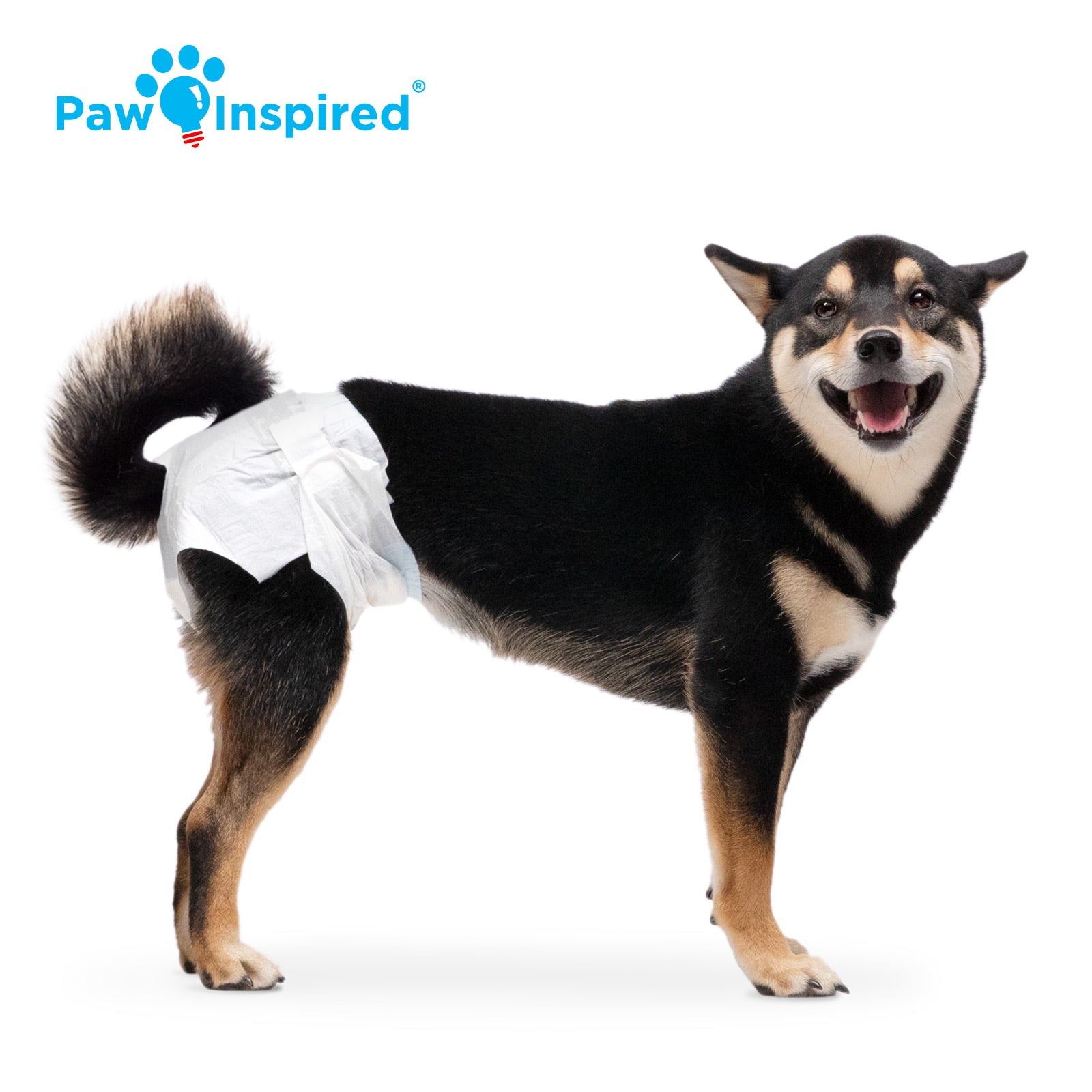 Black Shiba Inu dog wearing medium-size Paw Inspired® disposable dog diaper with secure waistband