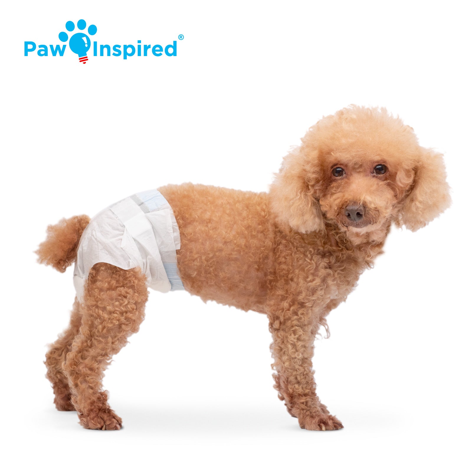 Small curly-haired dog wearing Paw Inspired® disposable dog diaper in small size