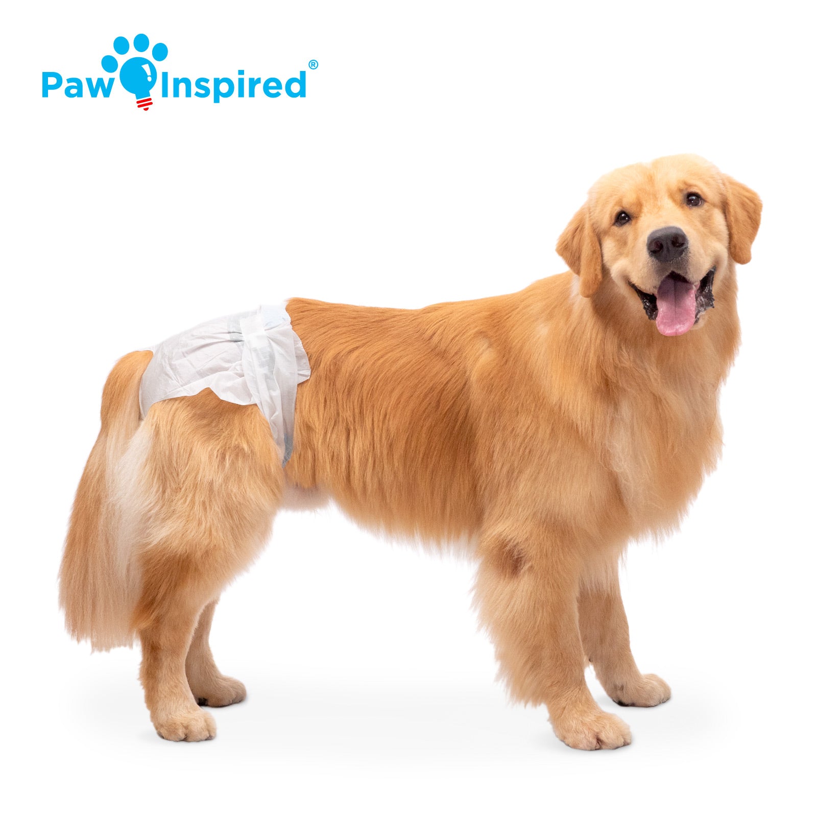 Golden Retriever wearing Paw Inspired® disposable dog diaper, highlighting fit for extra-large dogs