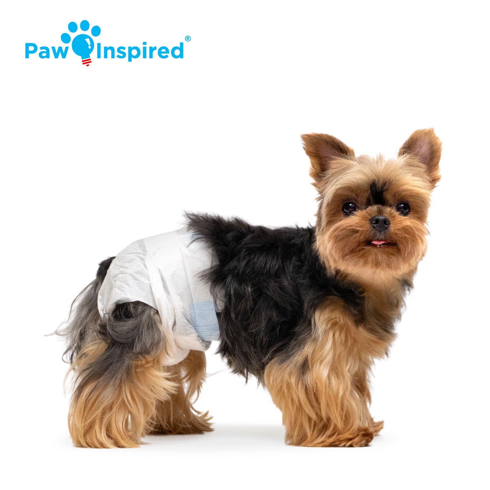 Yorkshire Terrier wearing x-small Paw Inspired® disposable dog diaper for secure and comfy fit