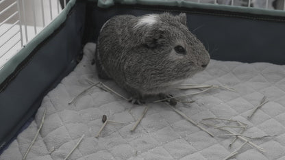 Critter Box® Washable Guinea Pig Cage Liner with Raised Sides