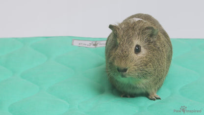 PopCorner® Washable Guinea Pig Cage Liners