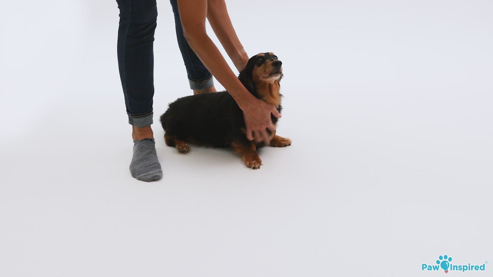 How to put on a disposable dog diaper – hands helping a small long-haired dog during a diaper fitting