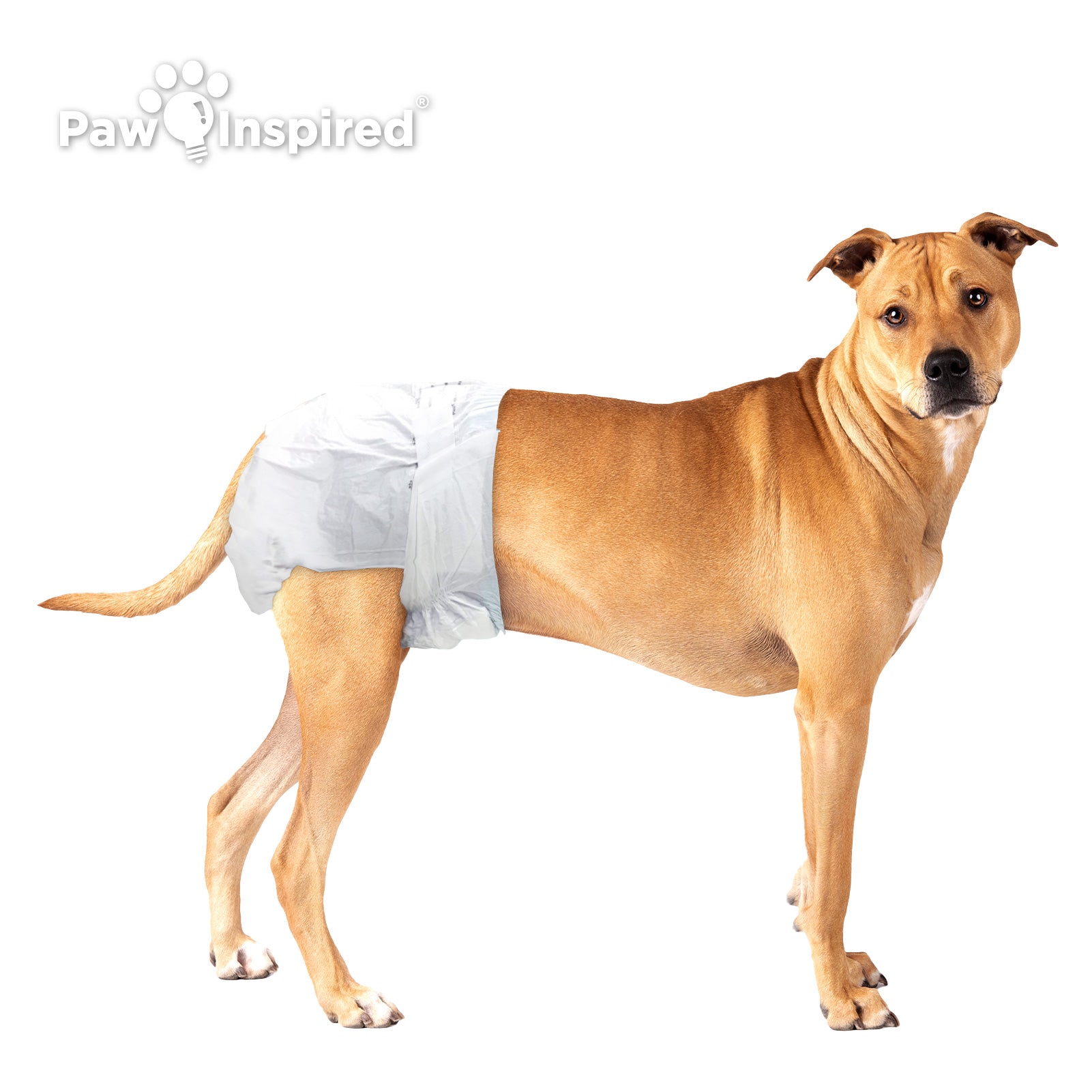 Medium-sized brown dog wearing Paw Inspired disposable dog diaper, standing on white background