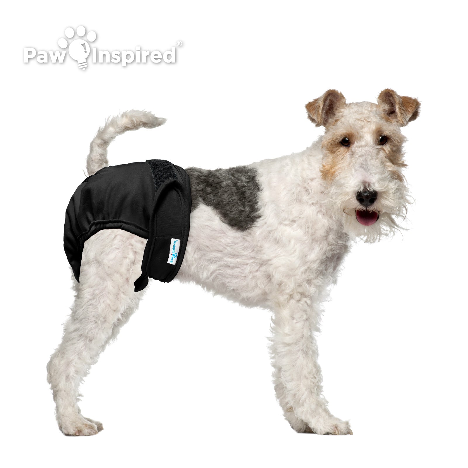 Medium-sized dog wearing Paw Inspired® black washable dog diaper – leakproof, waterproof, and reusable with a secure fit, ideal for male dogs with incontinence or marking issues.